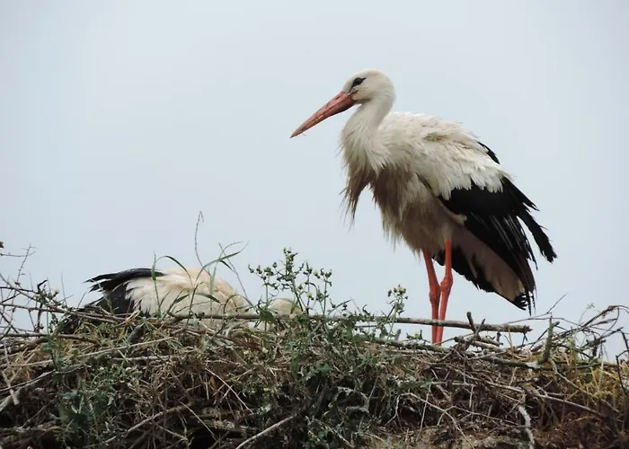 Les Oiseaux De Passage إيزيغني سور مير