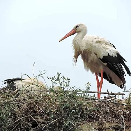 Les Oiseaux De Passage
