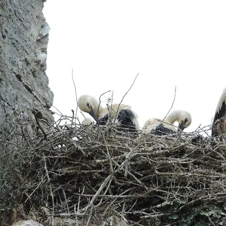 Les Oiseaux De Passage Isigny-sur-Mer