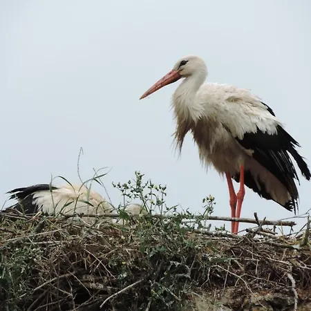 Les Oiseaux De Passage Isigny-sur-Mer